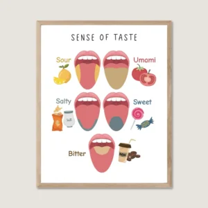 Sense of Taste Poster educational wall art