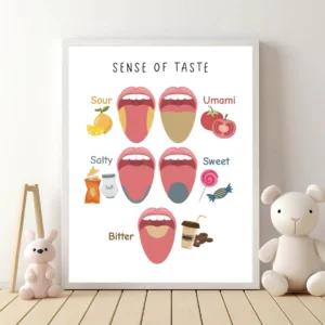 Sense of taste learning poster for kids