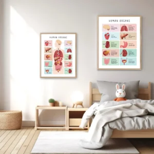 Educational Human Body Poster for classroom science learning