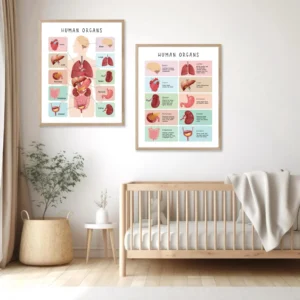 Human Body Poster printable for homeschool education