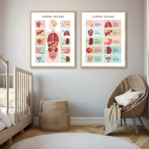 Human anatomy poster for children and early science learning