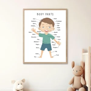 Educational My Body Educational Poster for classroom learning