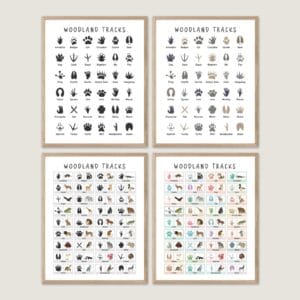 Animal Tracks Field Guide with woodland animal footprints