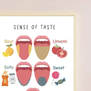Kids five senses teaching resource