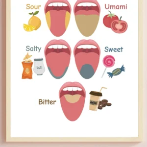 Classroom poster about the sense of taste