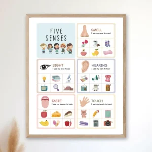 Educational chart showing sight hearing smell taste and touch