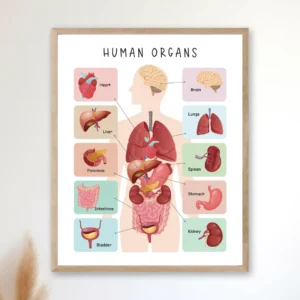Human Body Poster for kids bedroom and educational wall decor