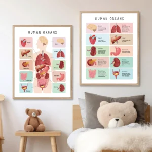 Anatomy and organs educational chart for classroom wall display