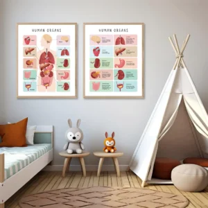 Educational human body wall art for preschool and kindergarten