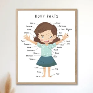 My Body Educational Poster for homeschool learning