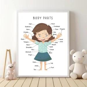 Kids anatomy educational poster for classroom wall