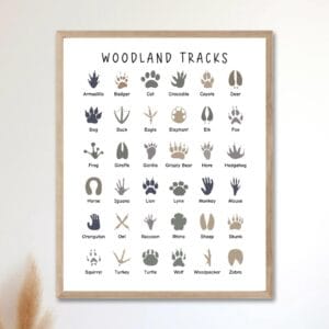 Educational woodland animal footprint poster