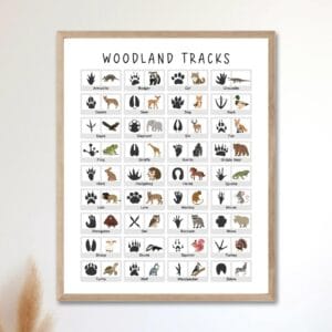 Forest wildlife learning print for classroom and homeschool