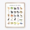 Animals of Asia Poster featuring 25 illustrated Asian animals