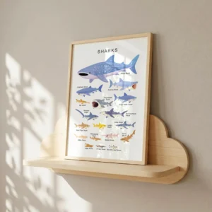 Printable shark species chart for homeschool science