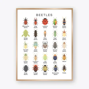 Beetles Poster featuring 25 types of beetles with labels