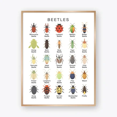 Beetles Poster featuring 25 types of beetles with labels