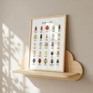 Beetle chart for elementary science and nature studies